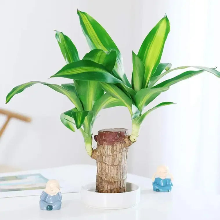 Lucky Brazil Wood Potted Plant 🔥 Buy 1 Get 1 Free 🔥