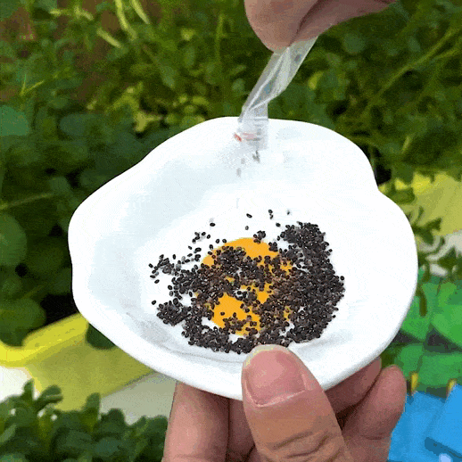🌿 Mint Seeds – Fresh, Healthy & Easy to Grow | 🔥Buy 1 Get 1 Free🔥